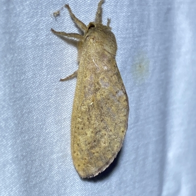 Elhamma australasiae (A Swift or Ghost moth (Hepialidae)) at Jerrabomberra, NSW - 13 Feb 2023 by SteveBorkowskis