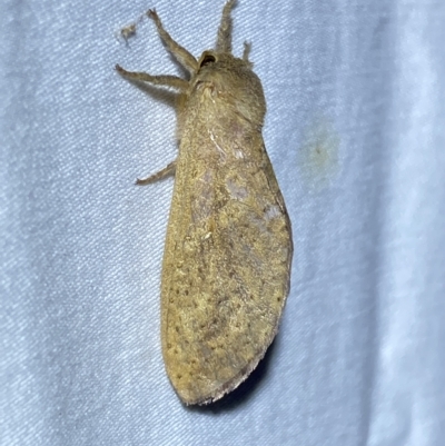 Unidentified Swift and Ghost moth (Hepialidae) at Jerrabomberra, NSW - 13 Feb 2023 by Steve_Bok