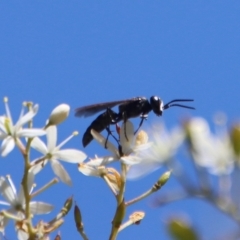 Apocrita (suborder) (Unidentified wasp) at Red Hill Nature Reserve - 12 Feb 2023 by LisaH