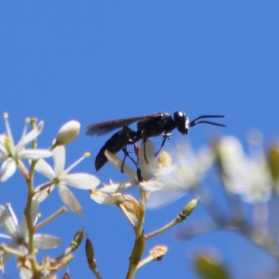 Apocrita (suborder) (Unidentified wasp) at Deakin, ACT - 12 Feb 2023 by LisaH