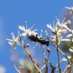 Apocrita (suborder) at Deakin, ACT - 12 Feb 2023