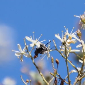 Apocrita (suborder) at Deakin, ACT - 12 Feb 2023