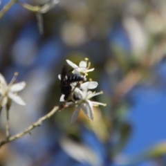 Apocrita (suborder) at Deakin, ACT - 12 Feb 2023