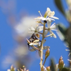 Apocrita (suborder) at Deakin, ACT - 12 Feb 2023