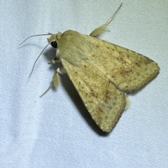 Helicoverpa (genus) at Jerrabomberra, NSW - 13 Feb 2023