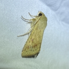 Helicoverpa (genus) at Jerrabomberra, NSW - 13 Feb 2023