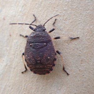 Platycoris rotundatus at Murrumbateman, NSW - 13 Feb 2023 06:39 PM