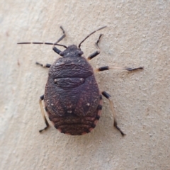 Platycoris rotundatus (A shield bug) at Murrumbateman, NSW - 13 Feb 2023 by SimoneC