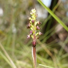 Corunastylis nuda (Tiny Midge Orchid) at Namadgi National Park - 7 Feb 2023 by RobG1