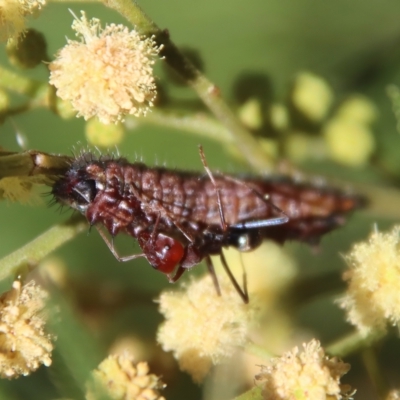 Iridomyrmex purpureus (Meat Ant) at Hughes Grassy Woodland - 12 Feb 2023 by LisaH