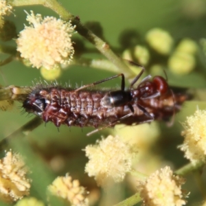 Iridomyrmex purpureus at Hughes, ACT - 12 Feb 2023