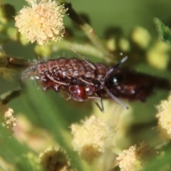 Iridomyrmex purpureus at Hughes, ACT - 12 Feb 2023