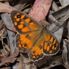 Geitoneura klugii (Marbled Xenica) at Namadgi National Park - 7 Feb 2023 by RobG1