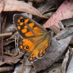 Geitoneura klugii at Cotter River, ACT - suppressed