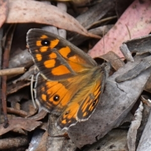 Geitoneura klugii at Cotter River, ACT - suppressed