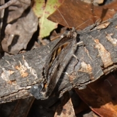 Geitoneura klugii at Cotter River, ACT - suppressed