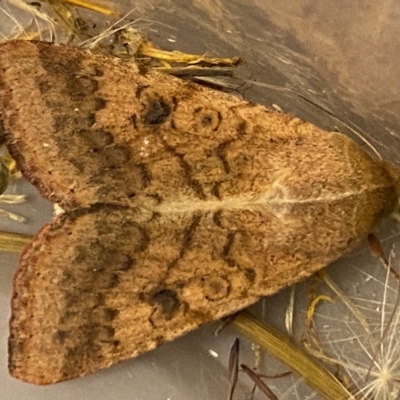 Helicoverpa armigera (Cotton bollworm, Corn earworm) at Mongarlowe, NSW - 14 Feb 2023 by LisaH