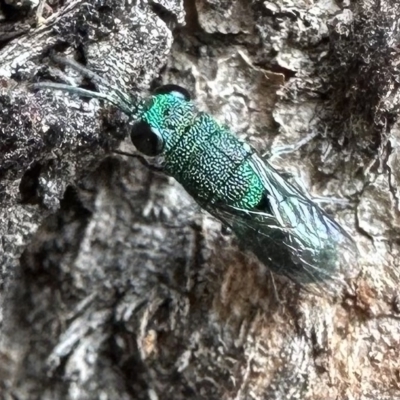 Primeuchroeus sp. (genus) (Cuckoo Wasp) at Mount Ainslie - 13 Feb 2023 by Pirom