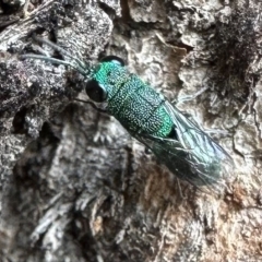 Primeuchroeus sp. (genus) (Cuckoo Wasp) at Campbell, ACT - 13 Feb 2023 by Pirom