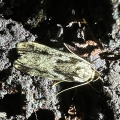 Barea basigramma (a Concealer Moth) at Ainslie, ACT - 10 Feb 2023 by Pirom