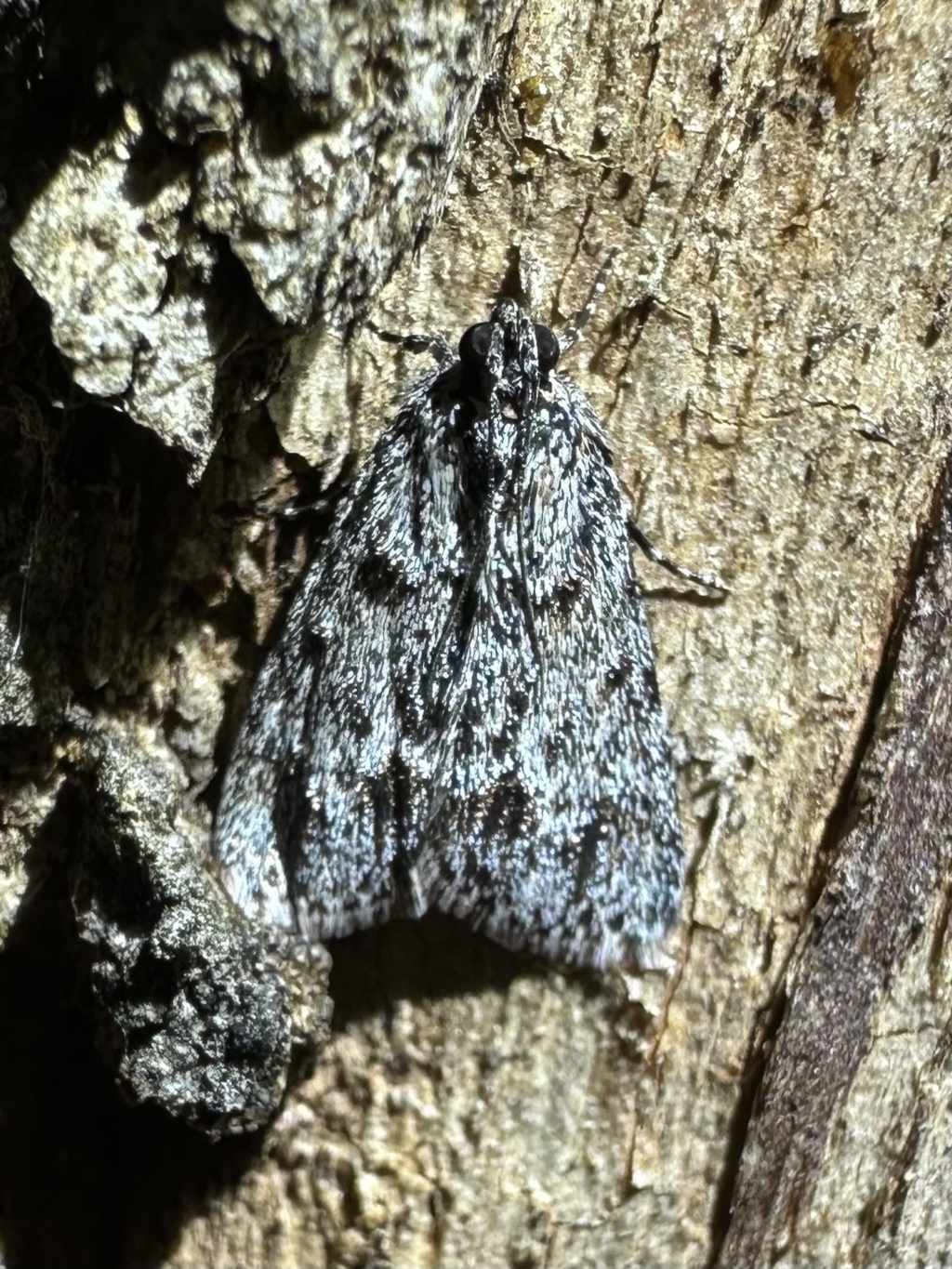Spectrotrota fimbrialis at Ainslie, ACT - 10 Feb 2023