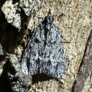 Spectrotrota fimbrialis at Ainslie, ACT - 10 Feb 2023