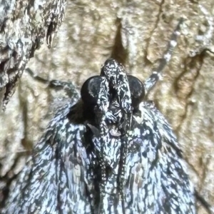 Spectrotrota fimbrialis at Ainslie, ACT - 10 Feb 2023 08:21 PM