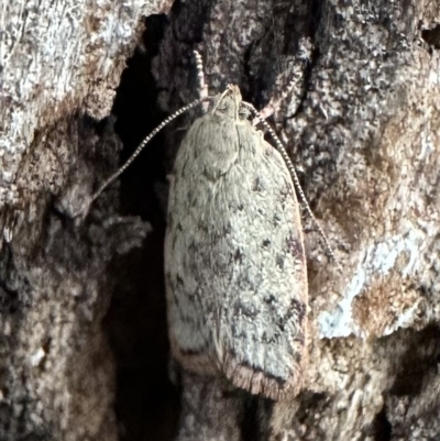 Garrha absumptella (Garrha absumptella) at Ainslie, ACT - 10 Feb 2023 by Pirom