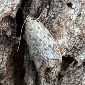 Garrha absumptella at Ainslie, ACT - 10 Feb 2023