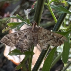 Nacoleia rhoeoalis (Spilomelinae) at Ainslie, ACT - 10 Feb 2023 by Pirom