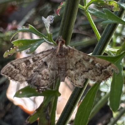 Nacoleia rhoeoalis (A Crambid moth (Spilomelinae) at Ainslie, ACT - 10 Feb 2023 by Pirom
