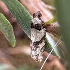 Clarana clarana (A Tortricid moth) at Campbell, ACT - 9 Feb 2023 by Pirom