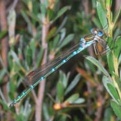 Austrolestes cingulatus (Metallic Ringtail) at Nimmo, NSW - 8 Feb 2023 by Harrisi