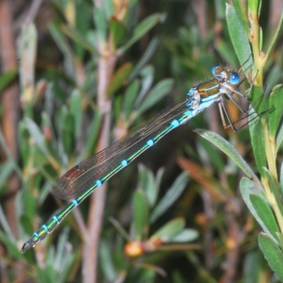 Austrolestes cingulatus (Metallic Ringtail) at Nimmo, NSW - 8 Feb 2023 by Harrisi