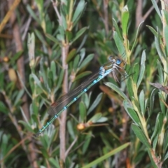 Austrolestes cingulatus at Nimmo, NSW - 8 Feb 2023 11:17 AM