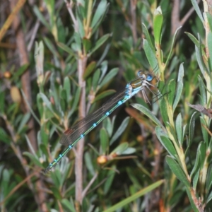 Austrolestes cingulatus at Nimmo, NSW - 8 Feb 2023 11:17 AM