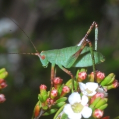 Caedicia simplex (Common Garden Katydid) at Kosciuszko National Park - 8 Feb 2023 by Harrisi