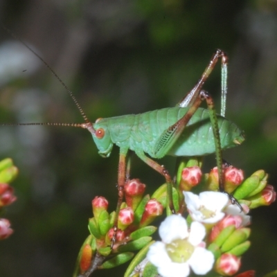 Caedicia simplex (Common Garden Katydid) at Kosciuszko National Park - 8 Feb 2023 by Harrisi