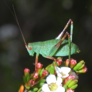 Caedicia simplex at Wilsons Valley, NSW - 8 Feb 2023 02:15 PM