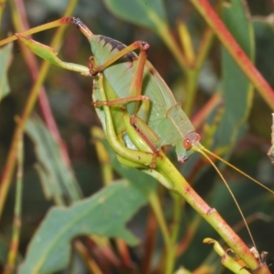 Caedicia simplex at Wilsons Valley, NSW - 8 Feb 2023 11:59 AM