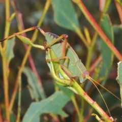 Caedicia simplex at Wilsons Valley, NSW - 8 Feb 2023