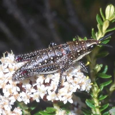 Monistria concinna (Southern Pyrgomorph) at Kosciuszko National Park - 8 Feb 2023 by Harrisi