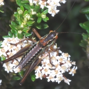 Austrodectes monticolus at Smiggin Holes, NSW - 8 Feb 2023