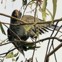 Callocephalon fimbriatum (Gang-gang Cockatoo) at Yackandandah, VIC - 13 Feb 2023 by KylieWaldon