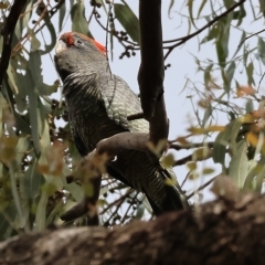 Callocephalon fimbriatum at Yackandandah, VIC - 13 Feb 2023