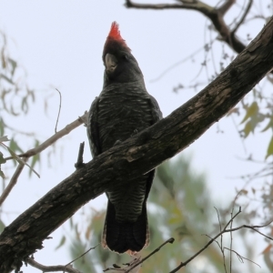 Callocephalon fimbriatum at Yackandandah, VIC - suppressed