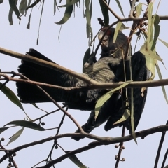 Callocephalon fimbriatum at Yackandandah, VIC - suppressed