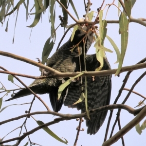 Callocephalon fimbriatum at Yackandandah, VIC - suppressed