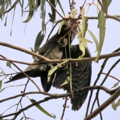 Callocephalon fimbriatum at Yackandandah, VIC - 13 Feb 2023