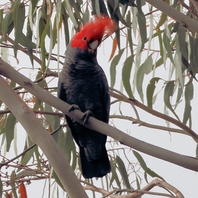 Callocephalon fimbriatum (Gang-gang Cockatoo) at Yackandandah, VIC - 12 Feb 2023 by KylieWaldon